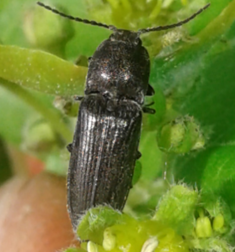 Elateridae: Cydnopus sp.